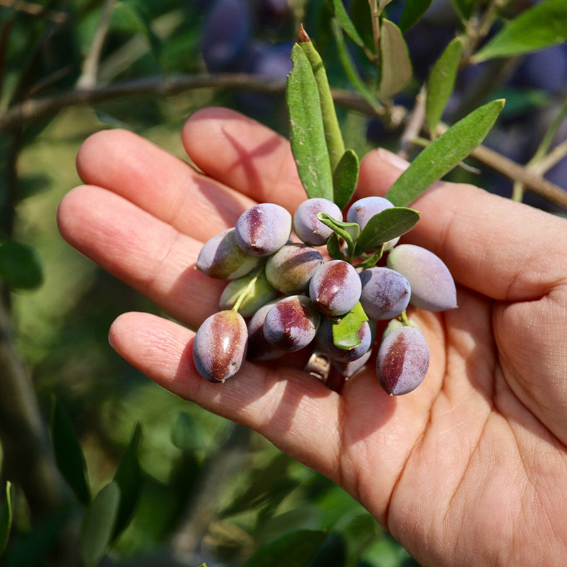 Koroneiki Olive