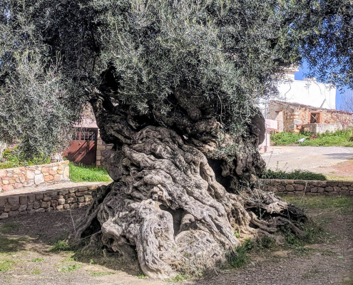 Ano Vouves World's Oldest Oliver Tree Crete