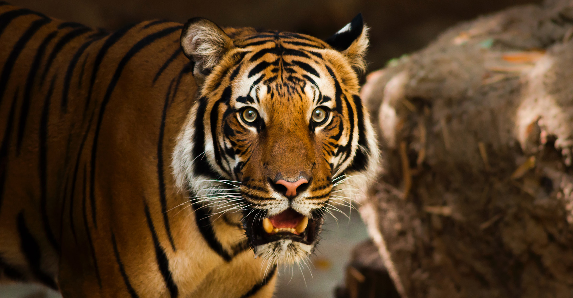 8 Amazing Bengal Tiger Facts