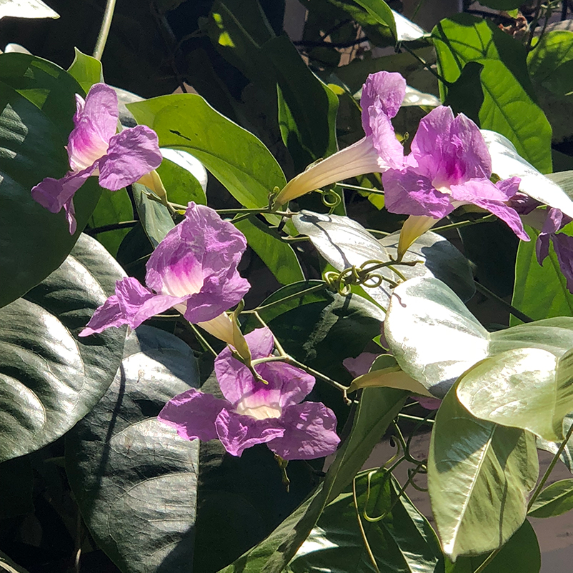 Morning Glory Colombia Cartagena Flowers